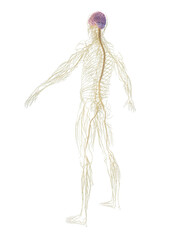 3D Rendered Medical Illustration of a man's nervous system