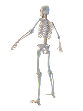3D Rendered Medical Illustration of a man's skeletal system