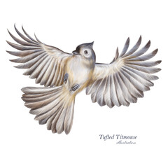 Tufted Titmouse illustration. Hand drawn grey little bird. Bird in flight