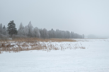 Foggy frozen Winter lake landscape with frosty trees and dry reeds