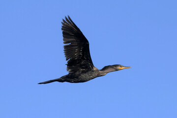 Obraz premium Nature Photo Cormorant Perfect Flight