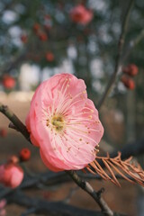 pink plum blossom macro