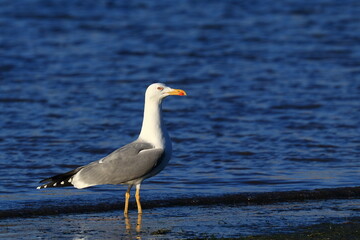 Yellow-legged gull, Larus michahellis, on the sea shore