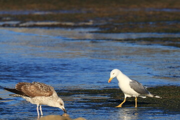 Yellow-legged gulls on sea coast, adult and juvenile bird's feeding