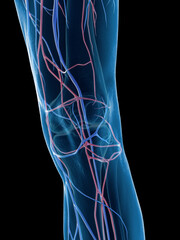 3D Rendered Medical Illustration of a man's knee veins - obrazy, fototapety, plakaty
