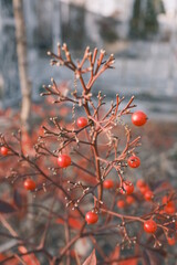 red berries on a branch