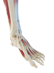 Obraz na płótnie Canvas 3D Rendered Medical Illustration of the bones of the foot