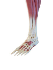 Obraz na płótnie Canvas 3D Rendered Medical Illustration of the muscles of the foot