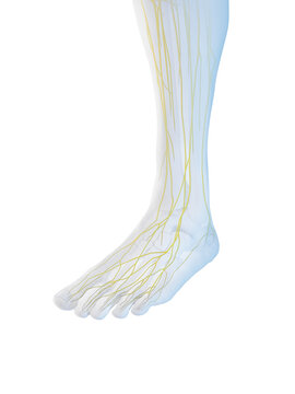 3D Rendered Medical Illustration of the nerves of the foot