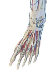 Obraz na płótnie Canvas 3D Rendered Medical Illustration of the structure of the foot