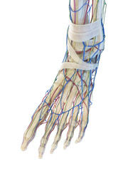 Obraz na płótnie Canvas 3D Rendered Medical Illustration of the bones of the foot