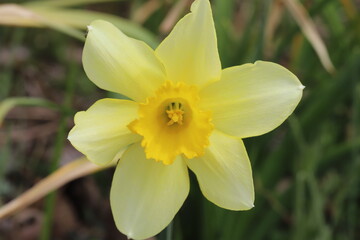 日本の早春の庭に咲く黄色いラッパズイセンの花