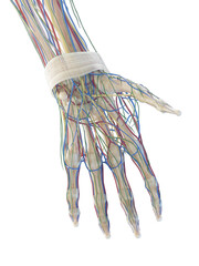 Obraz na płótnie Canvas 3D Rendered Medical Illustration of the bones of the hand