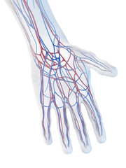 Obraz na płótnie Canvas 3D Rendered Medical Illustration of the veins of the hand