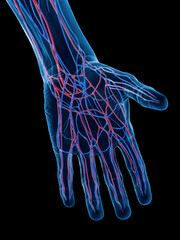 3D Rendered Medical Illustration of the veins of the hand
