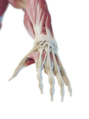 3D Rendered Medical Illustration of the muscles of the hand