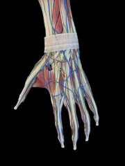 Obraz na płótnie Canvas 3D Rendered Medical Illustration of the structure of the hand
