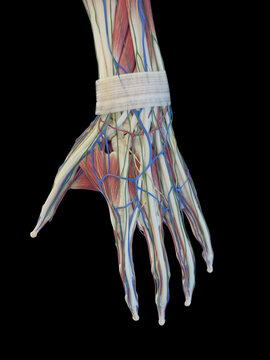 3D Rendered Medical Illustration of the structure of the hand © Sebastian Kaulitzki