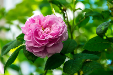 On a blurry background the flower of a living blossoming rose