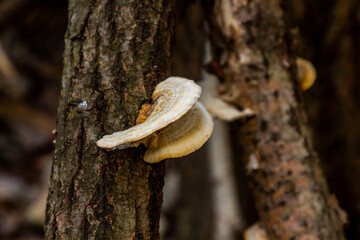 Round white polypore growing on a beech tree - obrazy, fototapety, plakaty