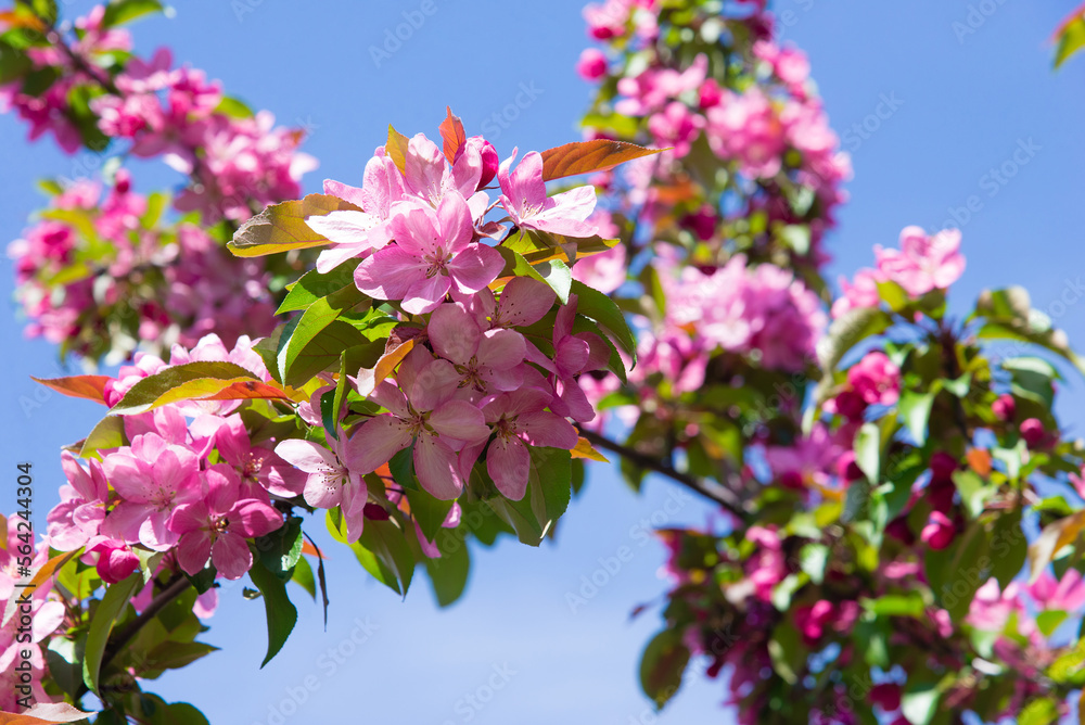 Wall mural Spring tree with pink flowers. Spring border or background art with pink blossom. Beautiful nature scene with blossoming tree and sunlight.	