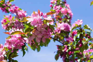 Spring tree with pink flowers. Spring border or background art with pink blossom. Beautiful nature scene with blossoming tree and sunlight.	