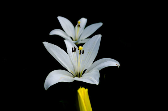 White Lilies on a black background.