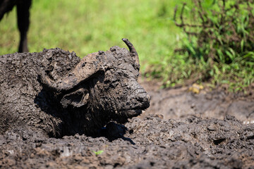 African buffalo use mud to keep cool and offer protection against biting insects in South Africa