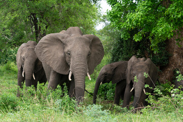 Éléphant d'Afrique, Loxodonta africana, Parc national Kruger, Afrique du Sud