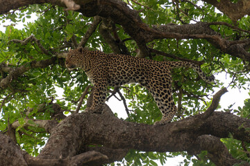 Léopard, Panthère, Panthera pardus, Afrique du Sud