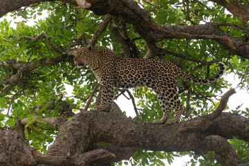 Fototapeta na wymiar Léopard, Panthère, Panthera pardus, Afrique du Sud