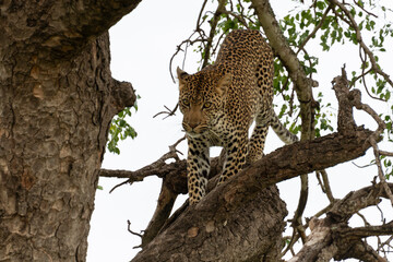 Fototapeta na wymiar Léopard, Panthère, Panthera pardus, Afrique du Sud