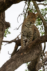 Léopard, Panthère, Panthera pardus, Afrique du Sud