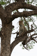 Léopard, Panthère, Panthera pardus, Afrique du Sud