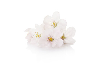 Fototapeta na wymiar flower of Japanese cherry isolated on a white background