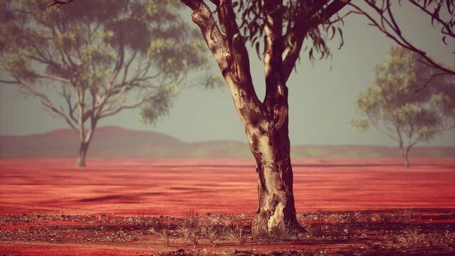 Desert trees in plains of africa under clear sky and dry floor