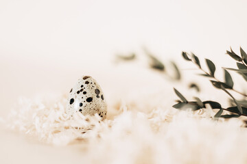 Obraz premium Quail egg in nest on pastel background. Copy space.