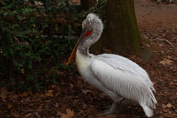 Great white pelican (Pelecanus onocrotalus) male showing impressive size of its wings to a female during mating season, bird in family Pelecanidae, other names: eastern white pelican or rosy pelican.