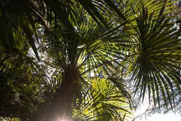 sun light through green palm leaf in summer. green tropical foliage with light and shadow.