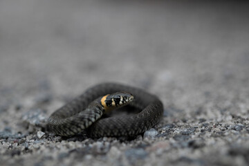 Grass snake