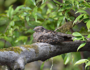 A least nighthawk (Chordeiles pusillus) sleeping on a branch in the Amazon rainforest