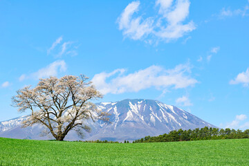 小岩井農場の一本桜。雫石、岩手、日本。４月下旬。