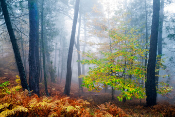 Naklejka premium Castaños entre la niebla en en Casillas. Avila