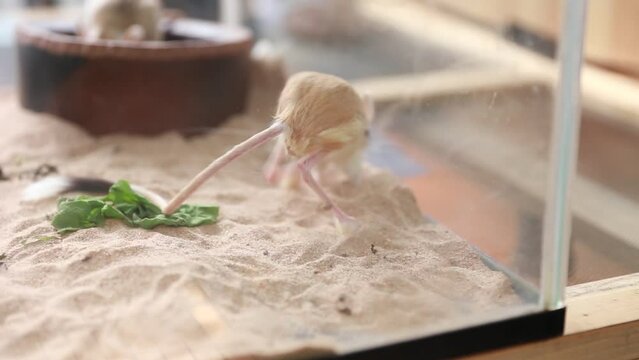 Jerboa the kangaroo mouse that can jump. Unique and cute animals to own