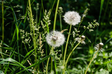 Dandelions in a field among the grass on a summer day.