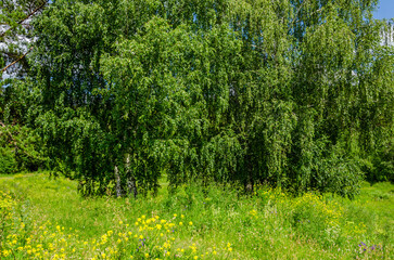 Trees in a green forest on a summer day.