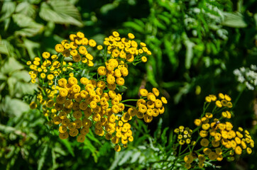 Common tansy in the garden on a summer day.