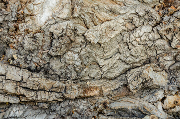 The texture of the bark of an old tree.