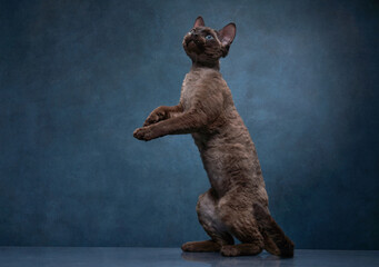 cat breed devon rex play on a blue canvas background. Pet portrait in studio