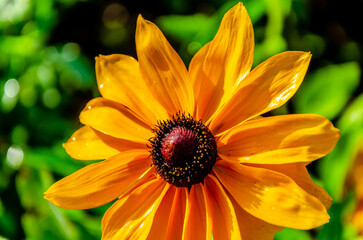 Rudbeckia flower in the garden on a summer day. Macro photo of Rudbeckia.